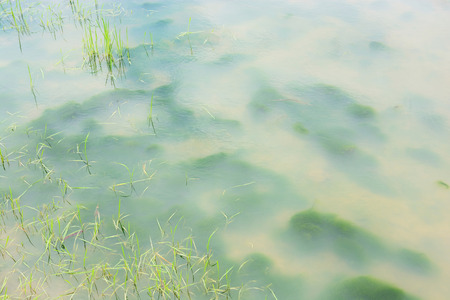 Green algae under the Turbid water background in fieldの写真素材