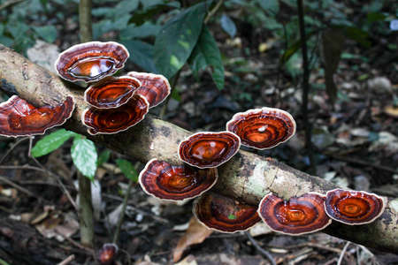 mushroomの写真素材