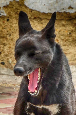 black Dog. black Wolf. West Siberian Laika. Wolf. dogの写真素材