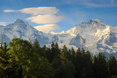 View of Jungfraujoch with tree foreground ,Switzerland
