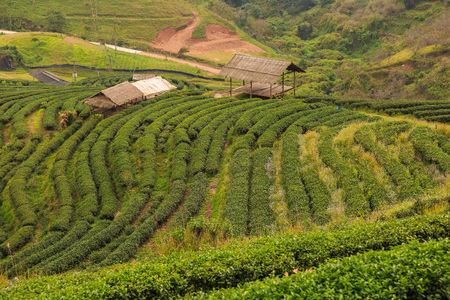 Tea plantation 2000 's at Doi Ang Khang in Chiang Mai, Thailandの写真素材
