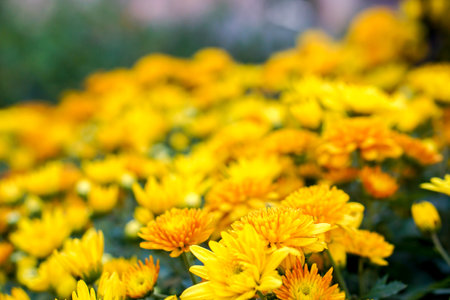 Closeup and crop yellow flowers in the garden background and wallpaper.の写真素材