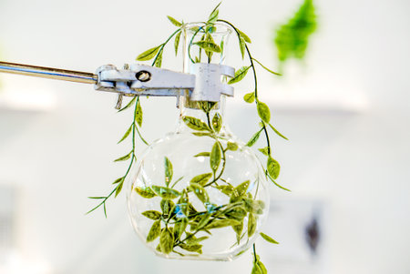 Examples of herbs in glass bottles for drug and cosmetics extraction with stand flask holder.の写真素材