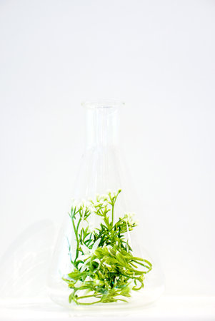 Examples of herbs in glass bottles for drug and cosmetics extraction isolate on white background.の写真素材