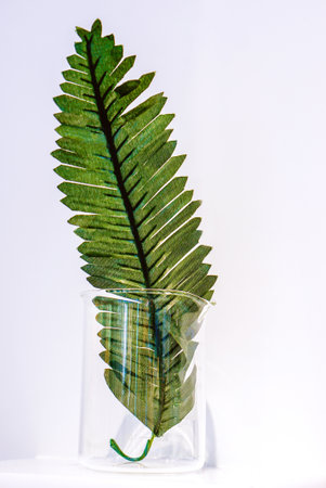 Examples of herbs in glass bottles for drug and cosmetics extraction isolate on white background.