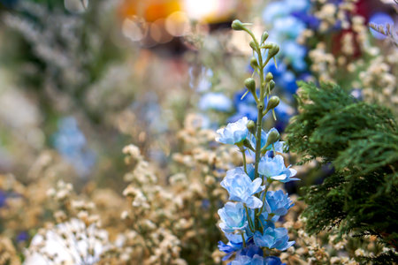Closeup and crop  little blue flower on blurry background.の写真素材