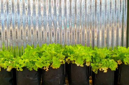 Closeup Salad in black flower bags on zinc wall with reflection background.の写真素材