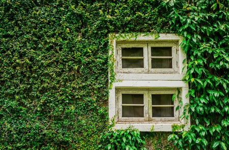 Closeup old white wooden window with fully green plant on wall background.の写真素材