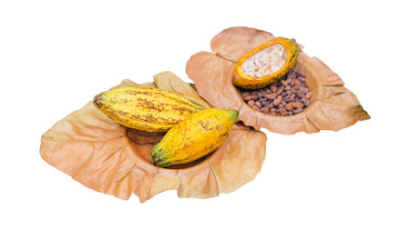 Closeup cocoa fruit on dry leaves isolate on white background and make with Parth.の写真素材