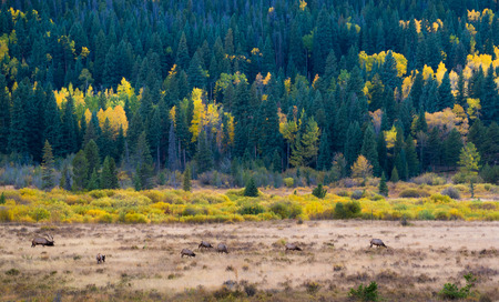 Life in the meadowの写真素材
