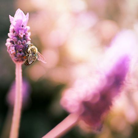 BumbleBee