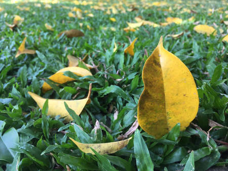 Leaves on the fieldの素材