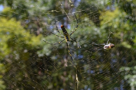 Spiders in the wildの写真素材