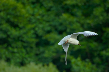 Flying bird