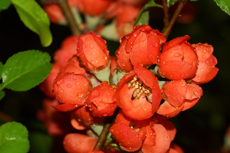 Flower of the persimmonの写真素材