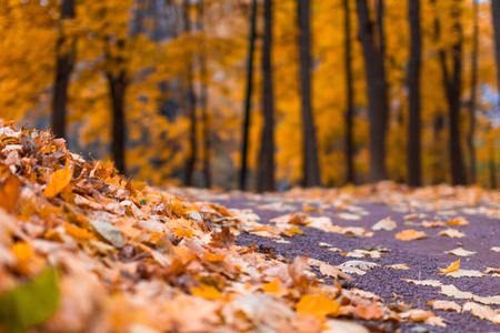 Autumn 2013. Russia. Moscow. Neskuchny Garden. The twilight.の写真素材