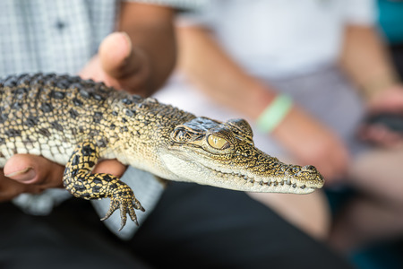 SRI LANKA. BENTOTA -  A Little Crocodile in the hands of the man.の写真素材