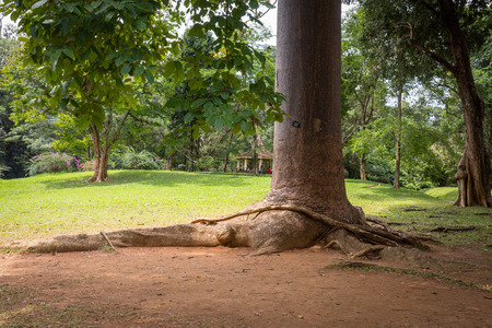 Sri Lanka. Kandy - August 16, 2015. The Royal Botanic Gardens. The trunk of the tree agathis Robusta Paws of Elephant.のeditorial素材