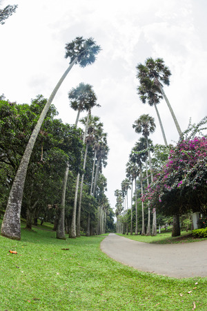 Sri Lanka. Kandy - August 16, 2015. The Royal Botanic Garden. The Palm Alley.のeditorial素材