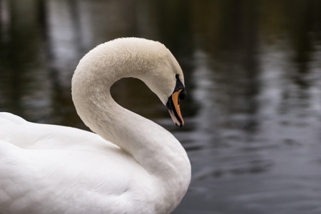 Autumn 2013. Russia. Moscow. Central Park of Culture and Rest. Swan on the pond.の写真素材
