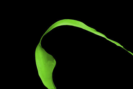 Green paint splash isolated on black  background.