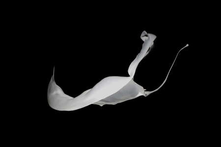 White paint splash isolated on black background.の写真素材