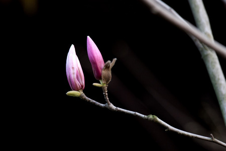 Magnolia blossom in Taiziwan park.の写真素材