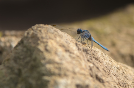 Dragonfly on the rockの写真素材