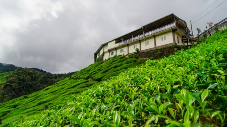 tea plantation @ The Cameron Highlands is one of Malaysia