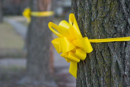 Closeup of a yellow ribbon tied around an oak tree in a residential neighborhood.の写真素材