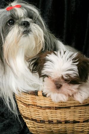 Cute Shih Tzu puppy dogs sitting in a basket.  One adult female dog and the other a 3 month old puppy.の写真素材