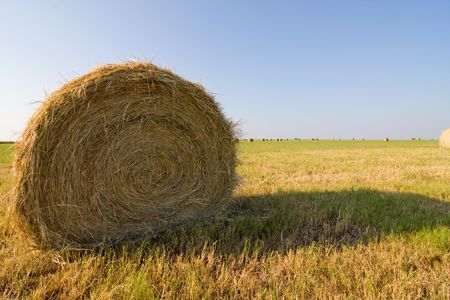 Close up a single roll of hay or haybale in a field with many other rolls in the background.