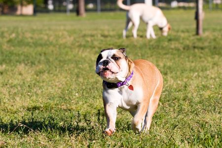 English Bulldog making a valiant effort to keep up with all the other dogs at the park.の写真素材
