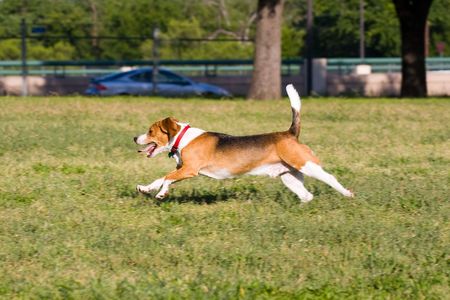 Classic Beagle doing what Beagles do best - run, run, run.の写真素材