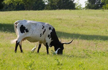 A lone Texas Longhorn cow grazing in a pasture accompanied by cattle egrets.