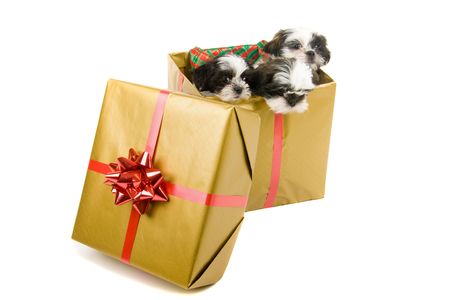Three cute Shih Tzu puppies in a gold box with a red bow and ribbon for a Christmas gift.の写真素材