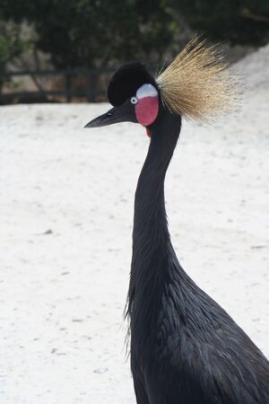 Beautiful black bird with dusterの写真素材