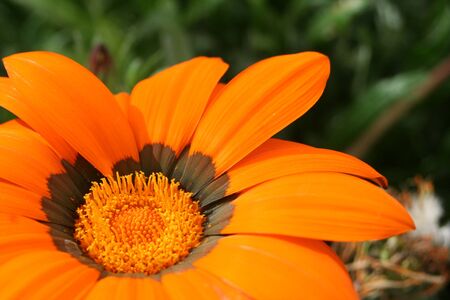 Daisy with petals orangeの写真素材