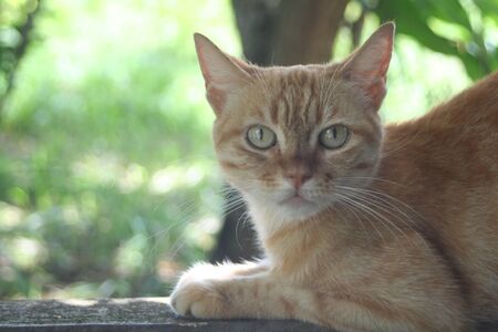 Yellow cat restingの写真素材