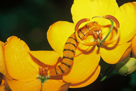 Cloudless giant sulphur Caterpillar : Phoebis sennaeの写真素材