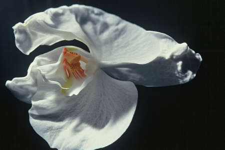 Georgia O, Phalaenopsis, Moth Orchid, Aphroditeの写真素材