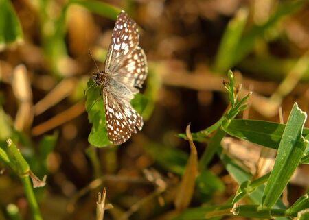 Common Checkered-Skipper at Lake Seminole Park, Florida #2の写真素材