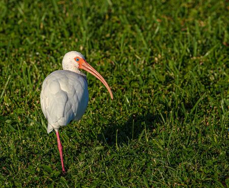 One Legged, Blue Eyed Ibis at The Villas at Casa Celeste, Seminole, Floridaの写真素材