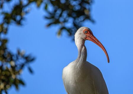 Ibis Portrait, Lake Seminole Park, Floridaの写真素材