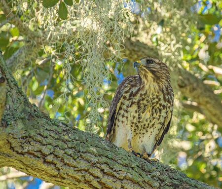 Red-Shouldered Hawk in Tree Looking Left at Lake Seminole Park, Floridaの写真素材