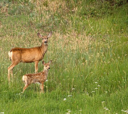 Doe and Fawn Mule Deer in Field, Portland, Coloradoの写真素材