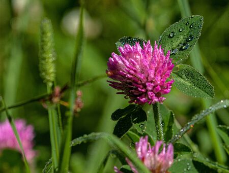 Red Clover on Bear Creek Trail, Telluride, Coloradoの写真素材