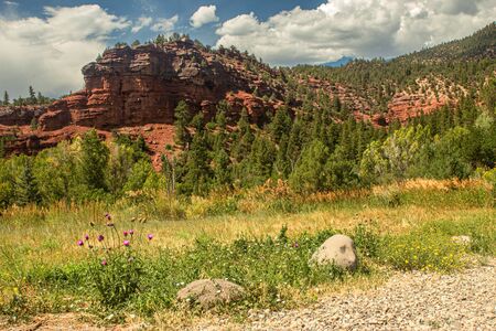Purple Milk Thistle Flowers, Silybum marianum, and Orange Rock Formations, Coloradoの写真素材