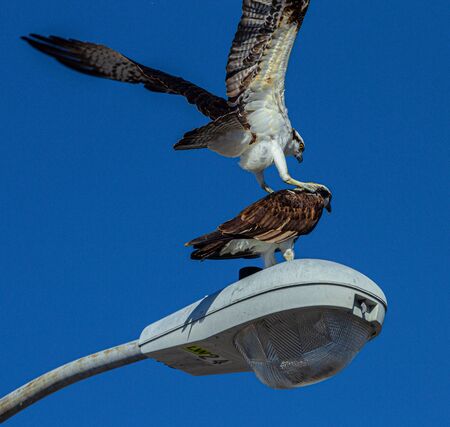 Osprey Attacks Osprey in Seminole, Floridaの写真素材