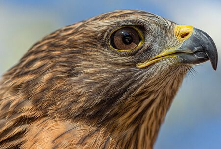 Bird of Prey Close-up: Hawk in Florida #5